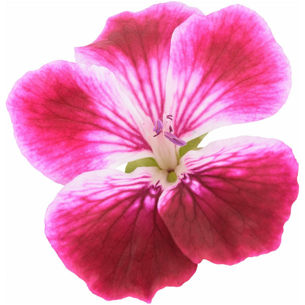 Geranium Essential Oil - alter8.com